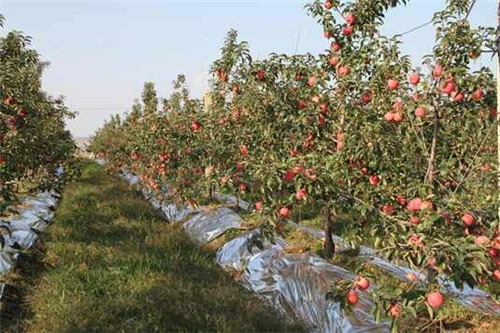 早春栽植苹果树苗，防止新栽果苗僵苗、死苗方法及防治措施