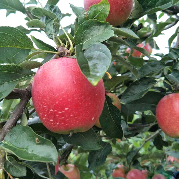 鲁丽苹果早熟苹果苗新品种