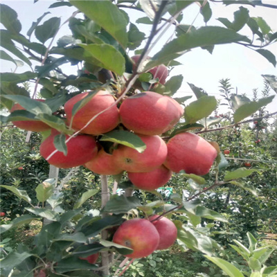 苹果苗新品种无公害农产品认证标准